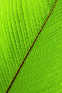 Full frame shot of palm leaf