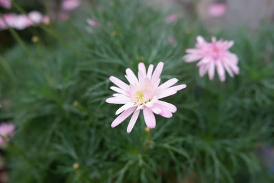 Close-up of flowers blooming outdoors