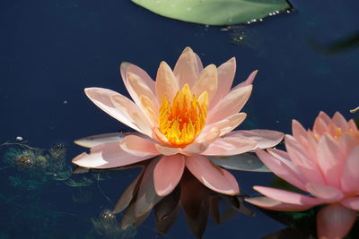High angle view of water lilies blooming in pond