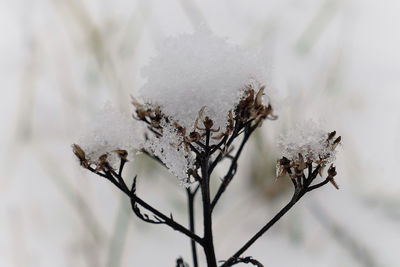 Close-up of frozen plant during winter