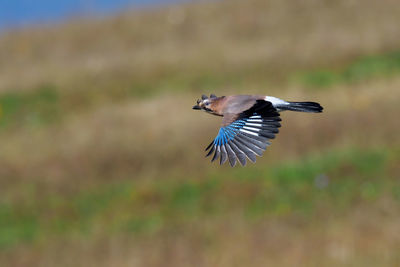 Side view of a bird flying