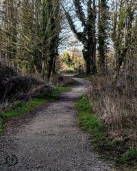 Road amidst trees in forest