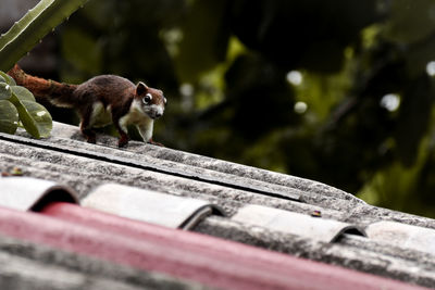 Close-up of lizard on wood