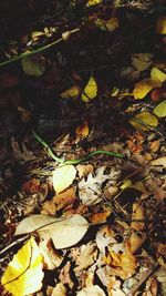 Fallen leaves on the ground