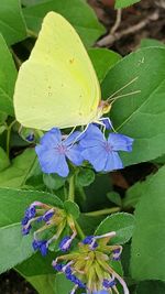 Close-up of butterfly on flower