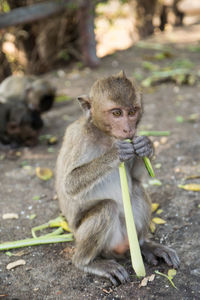 High angle view of monkey sitting on field