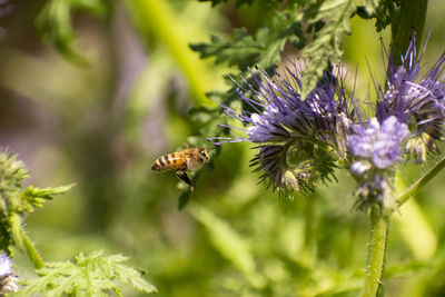 Close-up of bee pollinating on purple flower