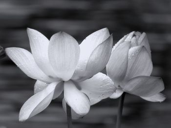 Close-up of white flowering plant