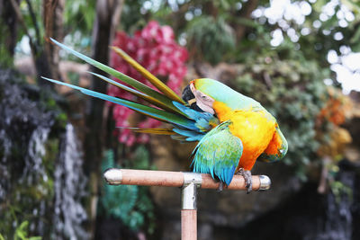 Close-up of parrot perching on tree