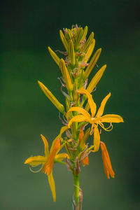 Close-up of yellow flowering plant