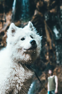 Close-up portrait of dog during winter