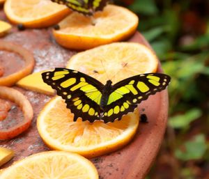 Close-up of butterfly