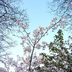 Low angle view of flower tree against clear sky
