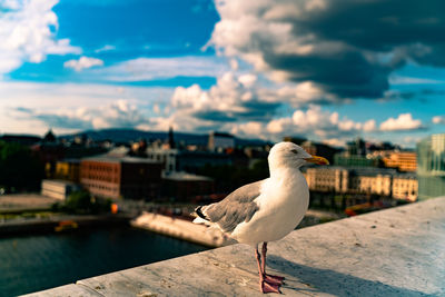 Seagull perching on retaining wall