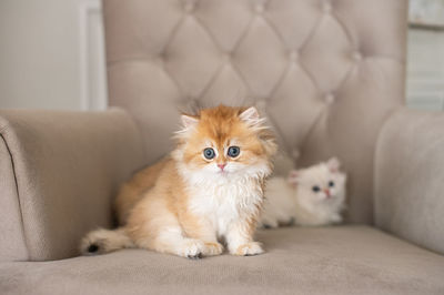 Long-haired british kittens