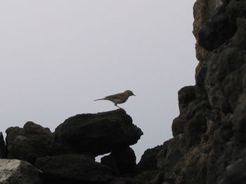 Low angle view of bird perching on rock against clear sky