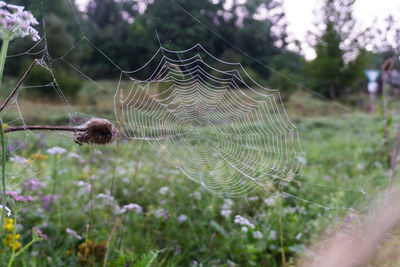 Close-up of spider on web