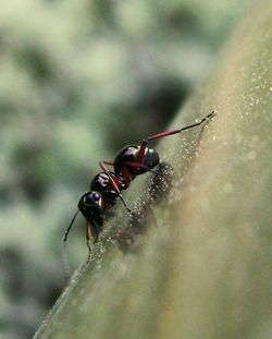 Close-up of insect on leaf