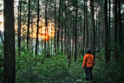 Rear view of man standing amidst trees in forest