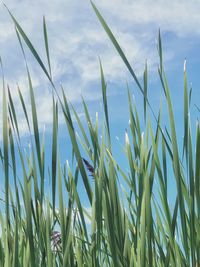 Illinois prairie grass