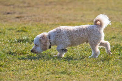 Dog walking on field