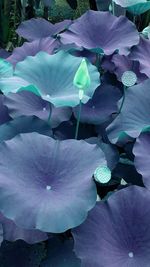 Close-up of flowers