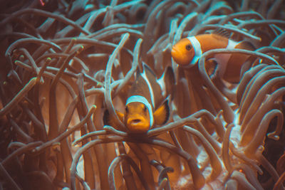 Fish swimming in sea