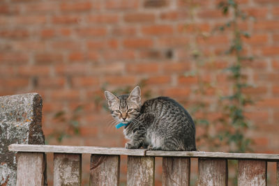 Cat looking away against wall