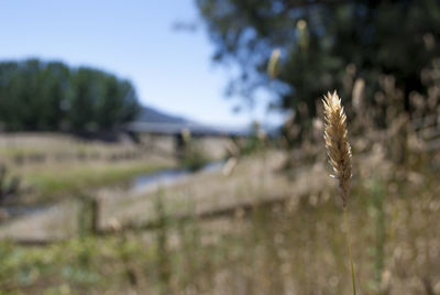 Close-up of plant growing in field
