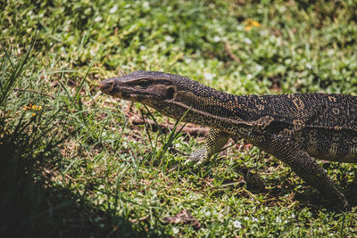 High angle view of lizard on grassy field