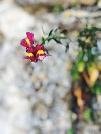 Close-up of red flowering plant