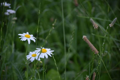 Close-up of white flowering plant on field