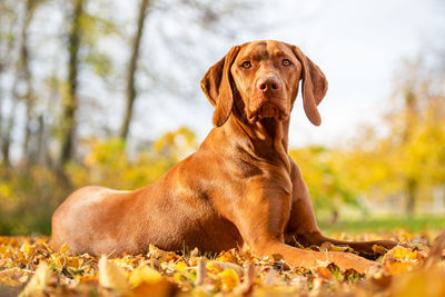 Healthy vizsla pointer dog lying down outside looking at camera. dog background.