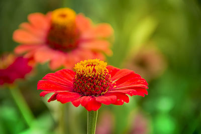 Close-up of red flower