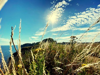 Plants growing on land against sky