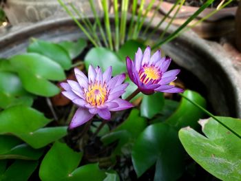 Close-up of lotus water lily in pond