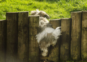 White bird on wooden fence in field
