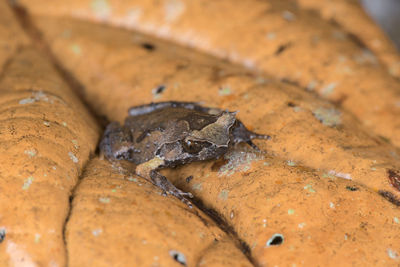 Close-up of a lizard