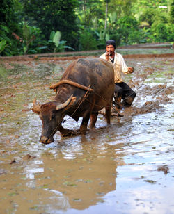 Man with water buffalo on muddy field against trees