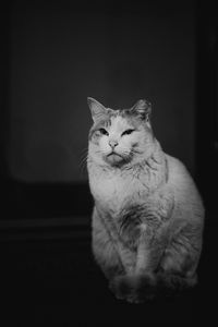 Close-up of cat looking away at home