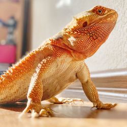 Close-up of a lizard