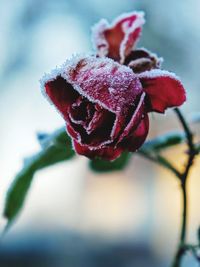 Close-up of wilted rose in snow