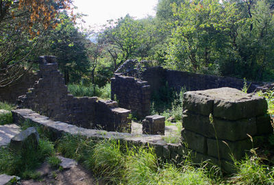 Trees growing in park