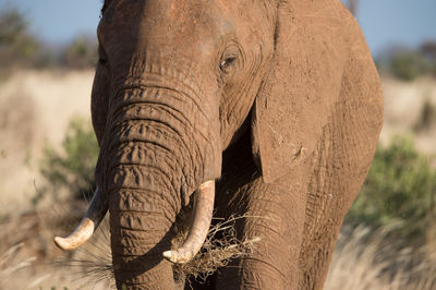 Close-up of elephant eating dry grass
