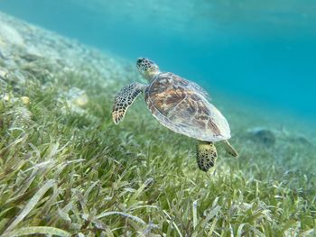 Close-up of turtle swimming in sea