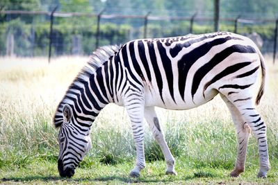 Close-up of zebra grazing on field