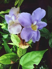 Close-up of flowers blooming outdoors