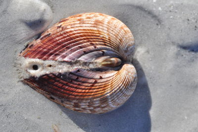 Close-up of animal shell