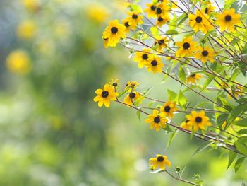 Close-up of yellow flower