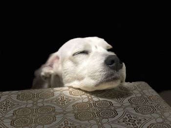 Close-up of dog relaxing against black background